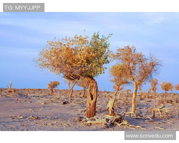 探索埃斯特旺的魅力与历史：一场文化与自然的奇妙之旅
